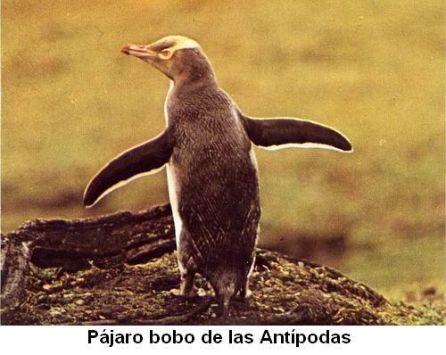 Pájaro bobo de las antípodas.jpg